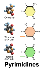 Blausen_0324_DNA_Pyrimidines